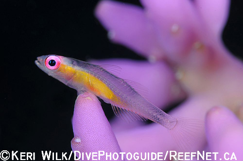 Super Macro Underwater Photography - Keri Wilk Super Macro Underwater Photography - Keri Wilk