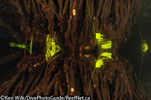 wide angle abstract underwater photograph wide angle abstract underwater photograph