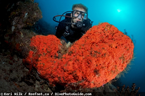Keri Wilk self-modeling underwater photograph Keri Wilk self-modeling underwater photograph