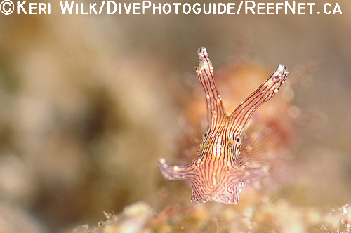 Underwater Super Macro Photography - Keri Wilk 2 Underwater Super Macro Photography - Keri Wilk 2