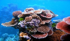 Expert Claims Sponges and Algae Are Waging War on Caribbean Coral