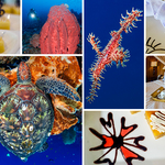 Fine Diving and Dining at Siladen Resort