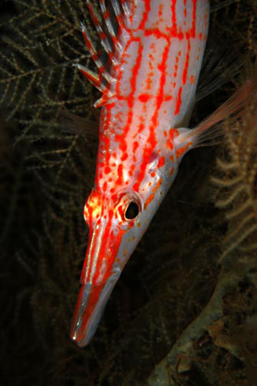 Directional underwater lighting Directional underwater lighting