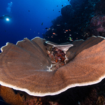 Wall of a Time: Wide Angle at Bunaken National Park with Siladen Resort