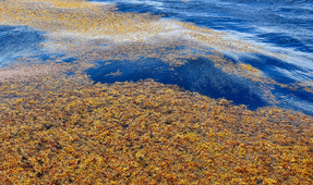 Great Atlantic Sargassum Belt Threatens Florida, Mexico and the Caribbean