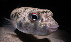 The Nauticam EMWL for “Bugeye” Photography