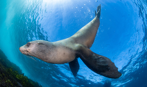 Temperate Waters with the Nikon Z9 in Nauticam Housing
