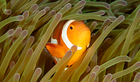 Paradise Found: Diving Bangka Island with Coral Eye Resort