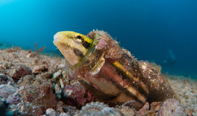 Modified Nikon Z 105mm Macro Lens for the Nauticam EMWL