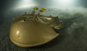 Wildlife Photographer of the Year 2023 Winners