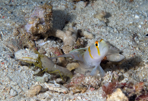 Macro underwater photograph by Matt Weiss Macro underwater photograph by Matt Weiss