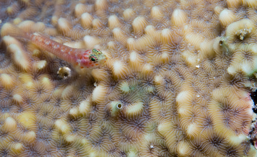 Goby on coral underwater photography by Matt Weiss Goby on coral underwater photography by Matt Weiss