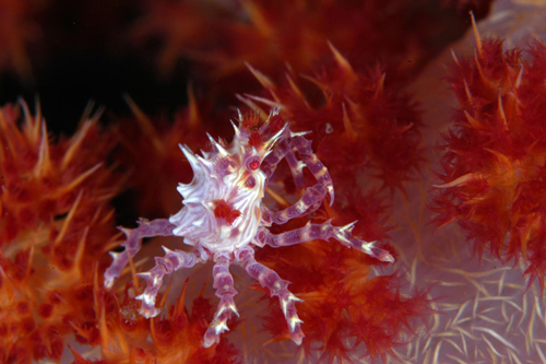 Underwater photography macro lighting Underwater photography macro lighting