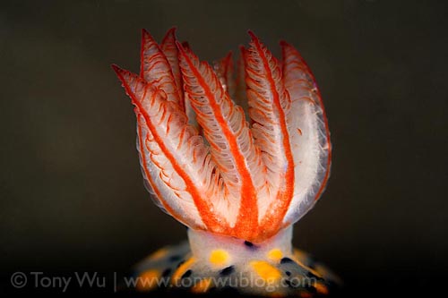 Underwater Super Macro Nudibranch - Tony Wu Underwater Super Macro Nudibranch - Tony Wu