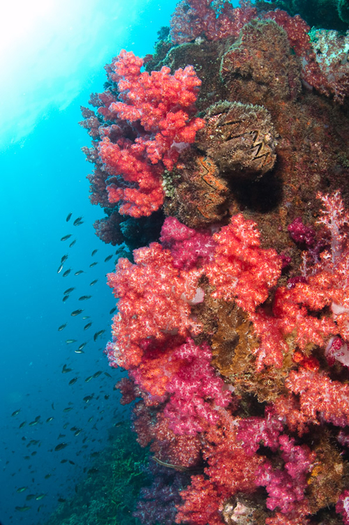 Wide Angle Underwater photograph by Matt Weiss Wide Angle Underwater photograph by Matt Weiss