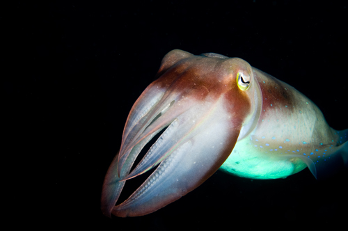 cuttlefish underwater photograph by Matt Weiss cuttlefish underwater photograph by Matt Weiss