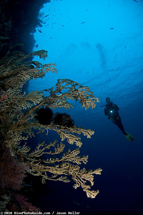 diver with soft coral diver with soft coral