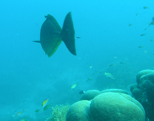 fish tail underwater photograph fish tail underwater photograph