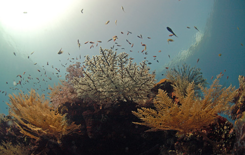 Underwater photography with filters Underwater photography with filters