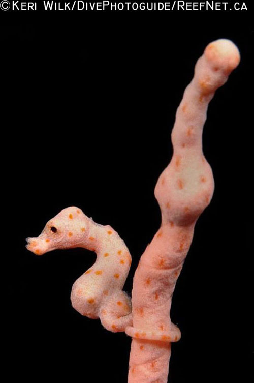 Underwater Super Macro - Pygmy Seahorse - Keri Wilk Underwater Super Macro - Pygmy Seahorse - Keri Wilk