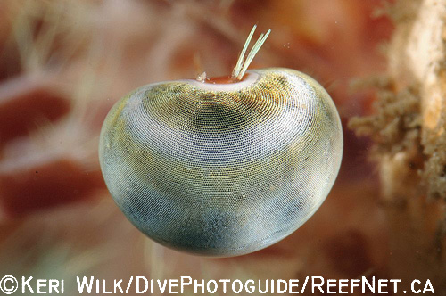 Underwater Super Macro Photography - Keri Wilk 3 Underwater Super Macro Photography - Keri Wilk 3