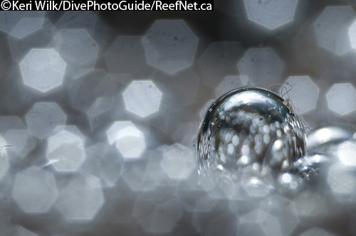 super macro abstract underwater photograph super macro abstract underwater photograph