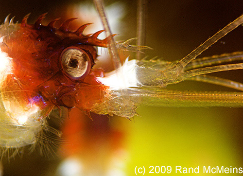 Underwater Photography Super Macro - Rand McMeins Underwater Photography Super Macro - Rand McMeins
