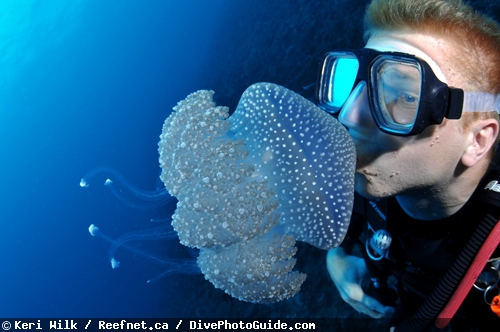 Keri Wilk kissing a jellyfish Keri Wilk kissing a jellyfish