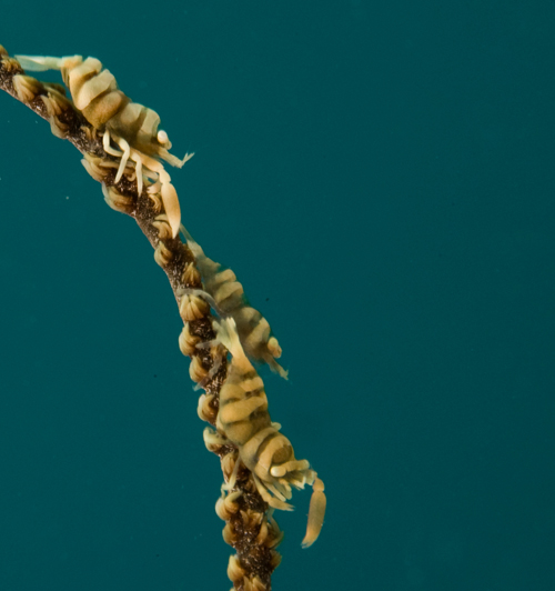 three whip coral shrimp by Matt Weiss three whip coral shrimp by Matt Weiss
