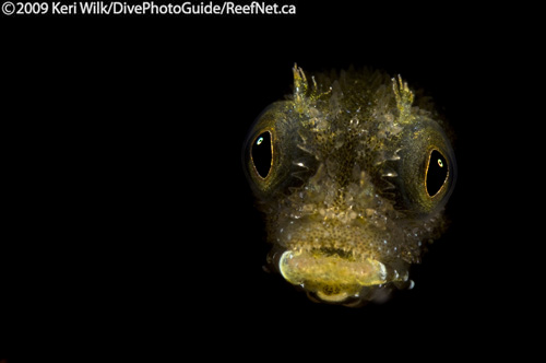 Underwater super macro blenny Underwater super macro blenny