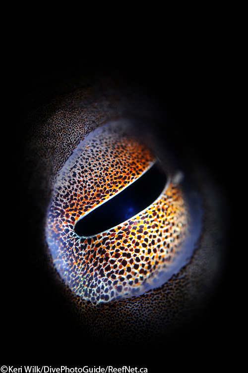 Abstract photograph of an eye by Keri Wilk Abstract photograph of an eye by Keri Wilk