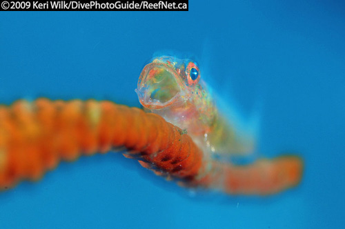 Underwater Super Macro Blue Background Underwater Super Macro Blue Background