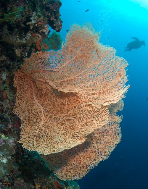wide angle underwater photography in Borneo by Matt Weiss wide angle underwater photography in Borneo by Matt Weiss
