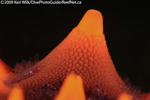 Underwater photography side lighting Underwater photography side lighting