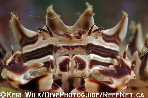 Underwater Super Macro Photography - Keri Wilk Underwater Super Macro Photography - Keri Wilk