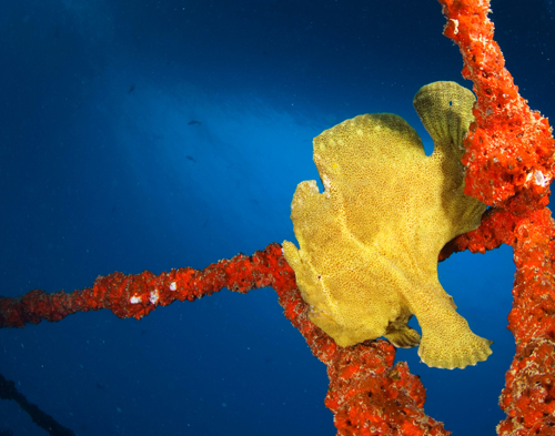 Frog Fish wide angle underwater photograph by Matt Weiss Frog Fish wide angle underwater photograph by Matt Weiss
