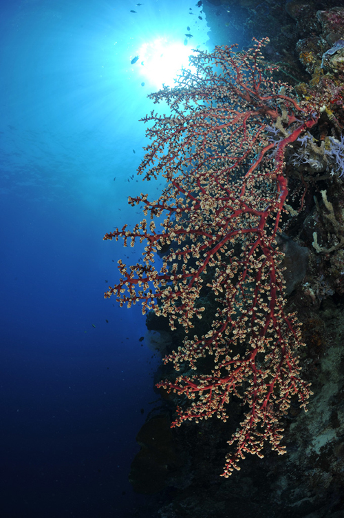 Sunburst underwater photograph by Jason Heller Sunburst underwater photograph by Jason Heller