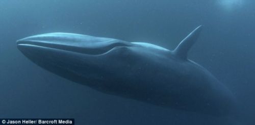 Underwater photography Brydes whale Underwater photography Brydes whale