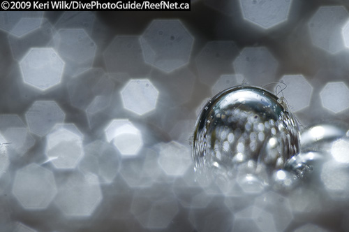 Underwater Photography Super Macro Ambient Underwater Photography Super Macro Ambient