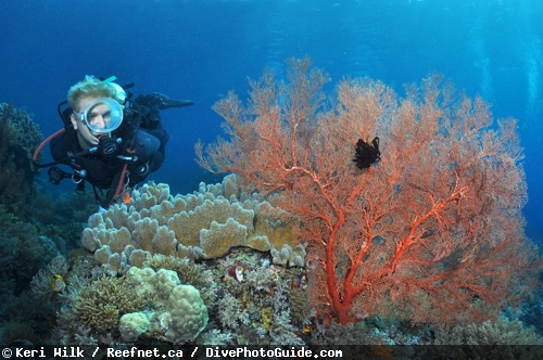Keri Wilk self-modeling underwater photograph Keri Wilk self-modeling underwater photograph