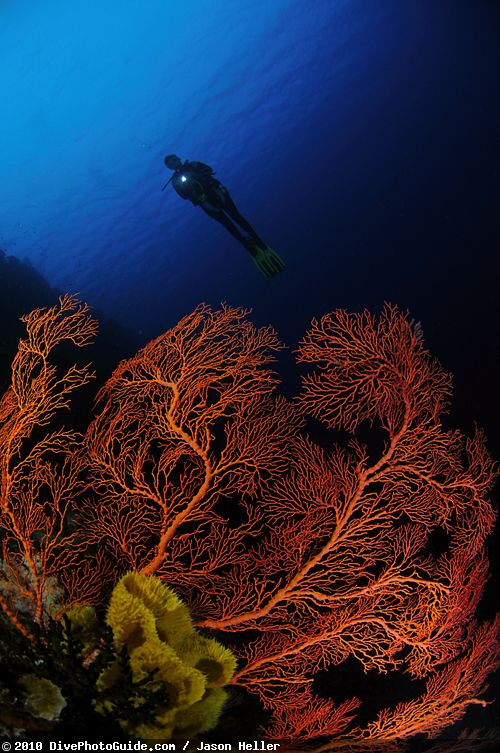 Scuba diver in Wakatobi Scuba diver in Wakatobi