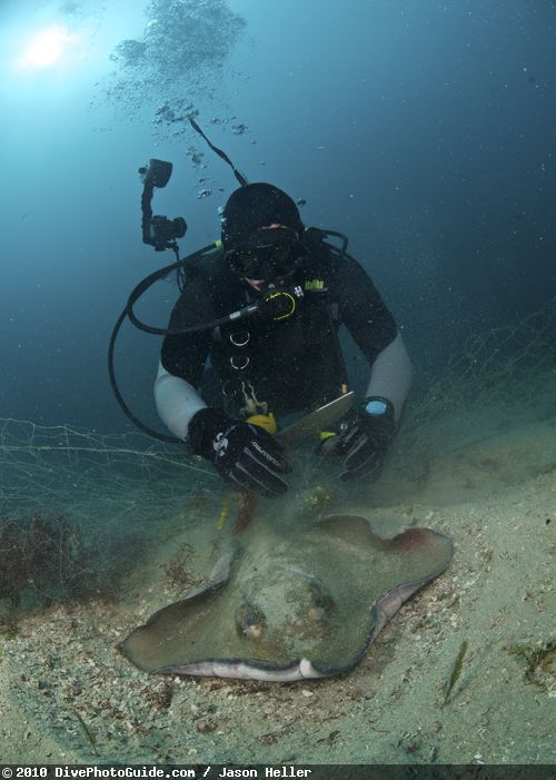 Diver with stingray Diver with stingray