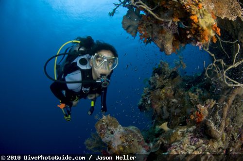 Scuba Diver underwater Scuba Diver underwater