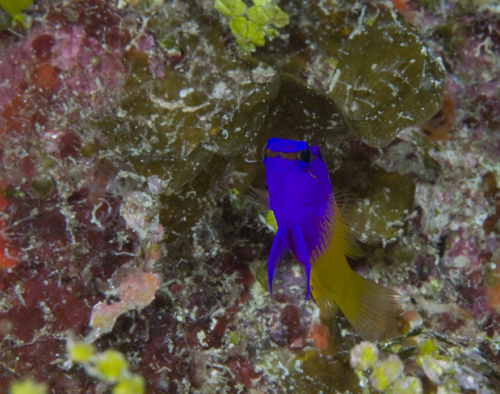 busy background underwater photograph of royal gramma busy background underwater photograph of royal gramma