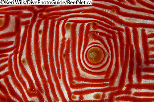 Abstract underwater photograph of sea cucumber by Keri Wilk Abstract underwater photograph of sea cucumber by Keri Wilk
