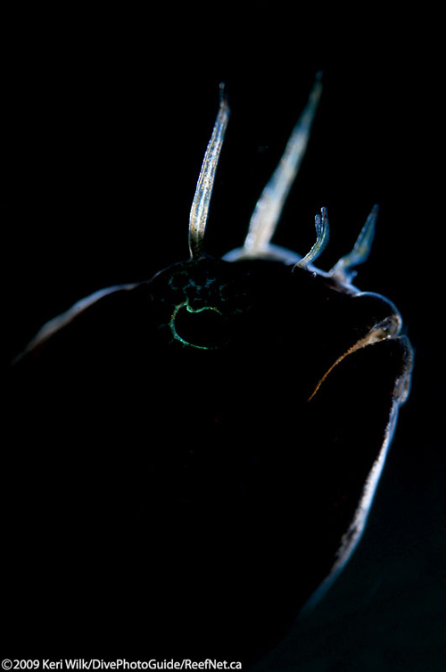 Underwater photography back light Underwater photography back light