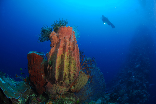 Wide angle underwater photography lighting Wide angle underwater photography lighting