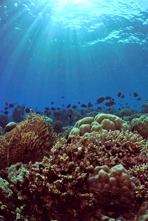Natural Light underwater photography Natural Light underwater photography
