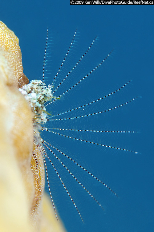 Underwater Photography Super Macro Blue Background Underwater Photography Super Macro Blue Background
