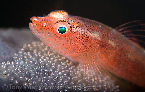 Underwater Super Macro Goby - Tony Wu Underwater Super Macro Goby - Tony Wu